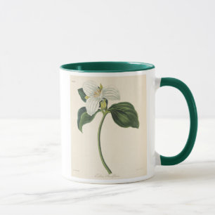 Großer geblühter Trillium Tasse