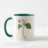 Großer geblühter Trillium Tasse (Links)