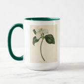 Großer geblühter Trillium Tasse (Links)