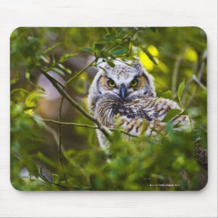 Großer gehörnter Owlet Mousepad