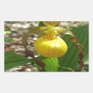 Großer gelber Frauenschuh Cypripedium Rechteckiger Aufkleber