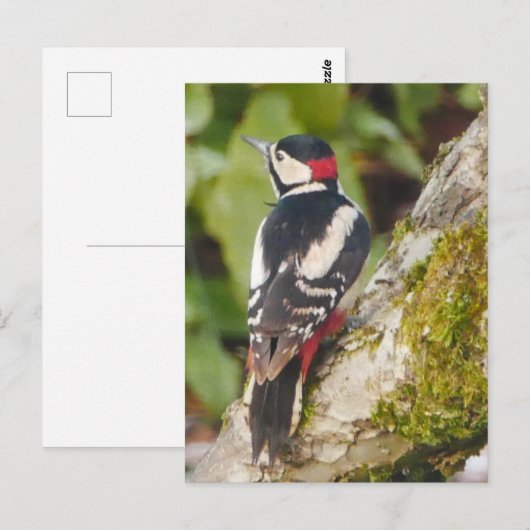 Großer Gepunkteter Specker Postkarte (Vorne/Hinten)