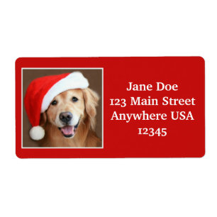 Großer goldener Retriever mit Weihnachtsmannmütz