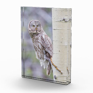 Großer Grauer Espenzweig Fotoblock