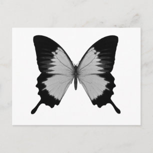 Großer grauer und schwarzer Schmetterling Postkarte
