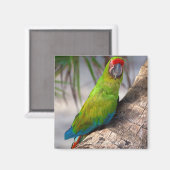 Großer grüner Ara auf einem Baum Magnet (Vorderseite/Rückseite)