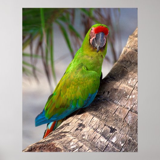 Großer grüner Ara auf einem Baum Poster (Vorne)