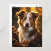 Großer Herbst Austrailian Shepherd Postkarte (Vorne/Hinten)