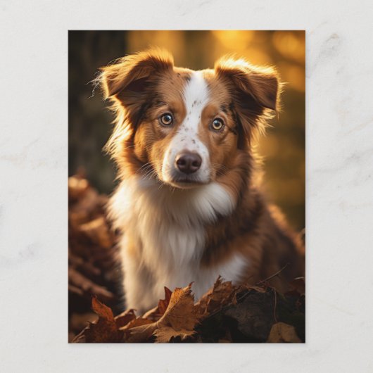 Großer Herbst Austrailian Shepherd Postkarte (Vorderseite)