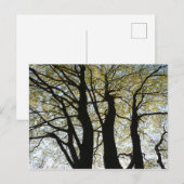 Großer hintergrundbeleuchteter Baum Postkarte (Vorne/Hinten)