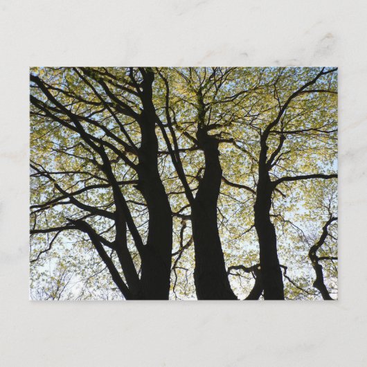 Großer hintergrundbeleuchteter Baum Postkarte (Vorderseite)