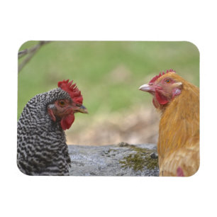 Großer Huhn-Magnet Magnet