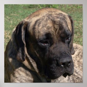Großer Hund Kopf Portrait Englisch Mastiff Poster