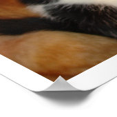 Grosser Hund und Kitten Poster (Ecke)