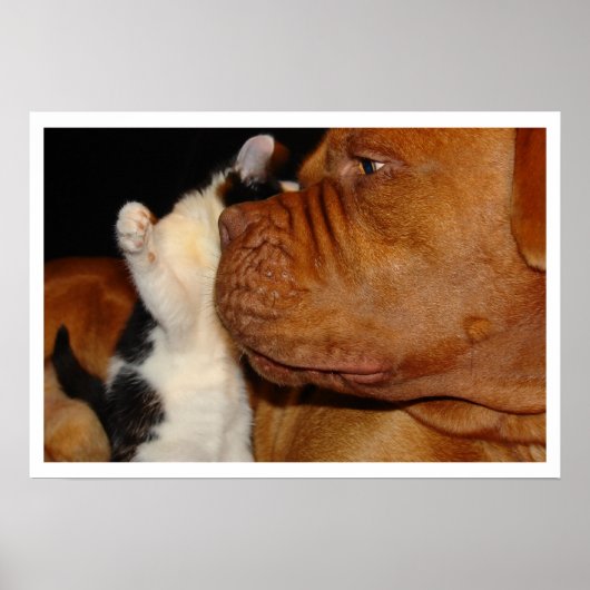 Grosser Hund und Kitten Poster (Vorne)