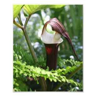 Großer Jack in der Pulpit-Blume Nah 8 x 10 Fotodruck