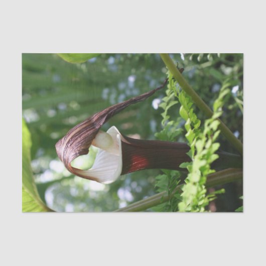 Grosser Jack in der Pulpit-Blume Nah auf Decoupage Seidenpapier (Vorderseite)