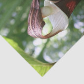 Grosser Jack in der Pulpit-Blume Nah auf Decoupage Seidenpapier (Ausschnitt)