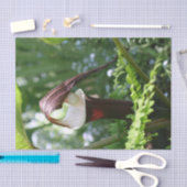 Grosser Jack in der Pulpit-Blume Nah auf Decoupage Seidenpapier (Handwerk)