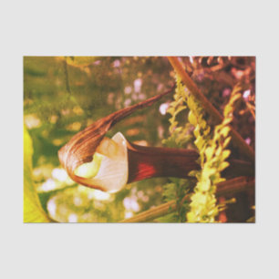 Grosser Jack in der Pulpit-Blume Vintage Dekoupage Seidenpapier