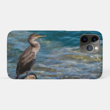 Großer Kormoran auf den Felsen