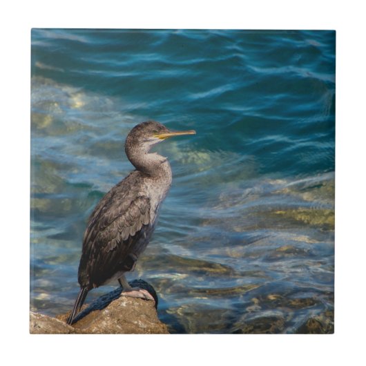 Großer Kormoran auf den Felsen Fliese (Vorderseite)