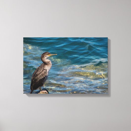 Großer Kormoran auf den Felsen Leinwanddruck (Vorderseite)