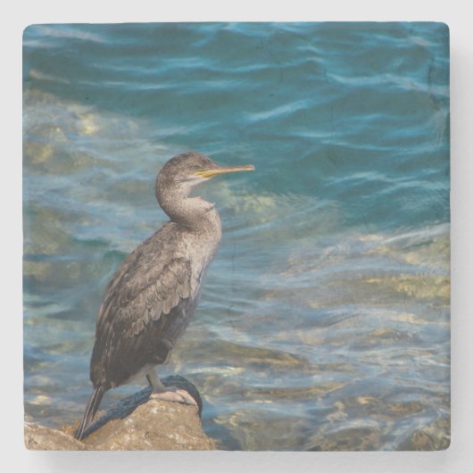 Großer Kormoran auf den Felsen Steinuntersetzer (Vorderseite)