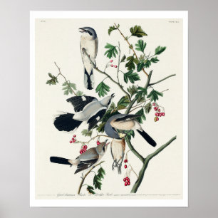Großer Krautkragen oder Butcher Bird von Audubon Poster