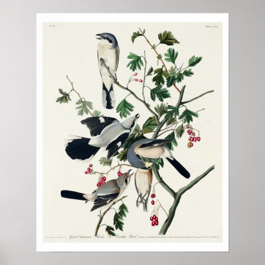 Großer Krautkragen oder Butcher Bird von Audubon Poster (Vorne)