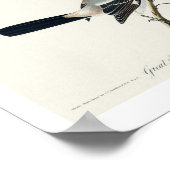 Großer Krautkragen oder Butcher Bird von Audubon Poster (Ecke)
