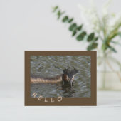 Großer Kreistenkruste. HELLO Postcard Postkarte (Stehend Vorderseite)