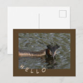Großer Kreistenkruste. HELLO Postcard Postkarte (Vorne/Hinten)