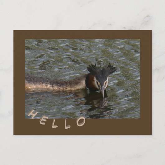 Großer Kreistenkruste. HELLO Postcard Postkarte (Vorderseite)