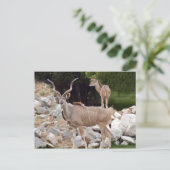 größer-kudu-10 postkarte (Stehend Vorderseite)