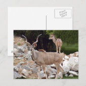 größer-kudu-10 postkarte (Vorne/Hinten)
