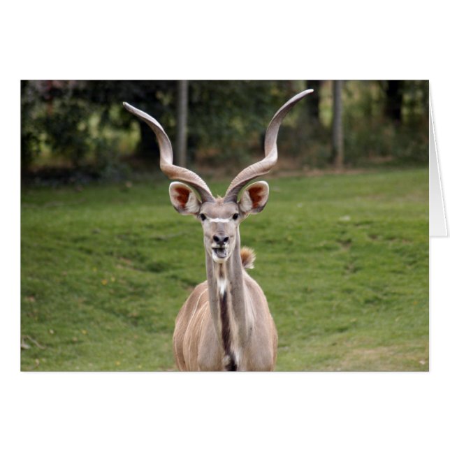 größer-kudu-2 (Vorderseite (Horizontal))