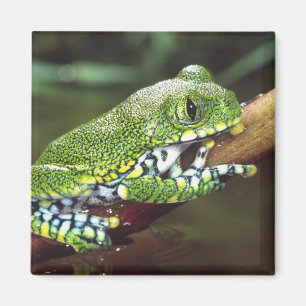 Großer Laubfrosch, Leptopelis vermiculatus, Magnet