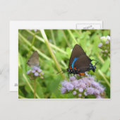 Großer Lila Haarstrebenschmetterling Postkarte (Vorne/Hinten)