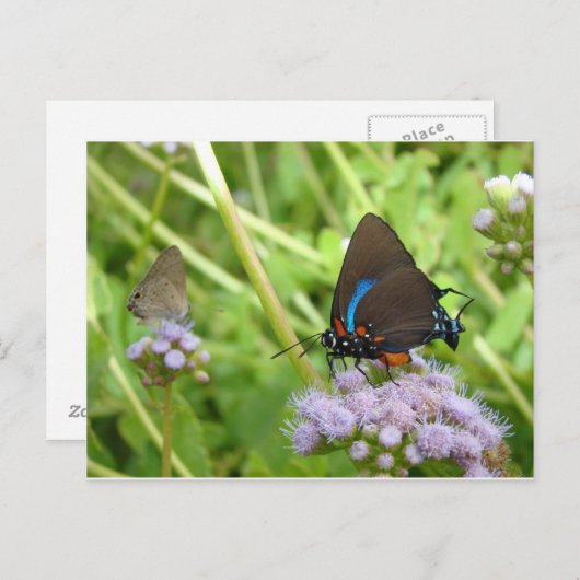 Großer Lila Haarstrebenschmetterling Postkarte (Vorne/Hinten)