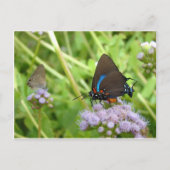 Großer Lila Haarstrebenschmetterling Postkarte (Vorderseite)