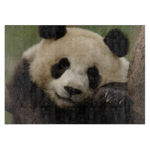 Großer Panda Ailuropoda melanoleuca) Familie Schneidebrett