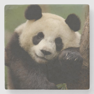 Großer Panda Ailuropoda melanoleuca) Familie Steinuntersetzer