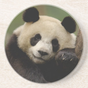 Großer Panda Ailuropoda melanoleuca) Familie Untersetzer
