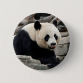 Großer Panda auf Felsen Button (Vorderseite)