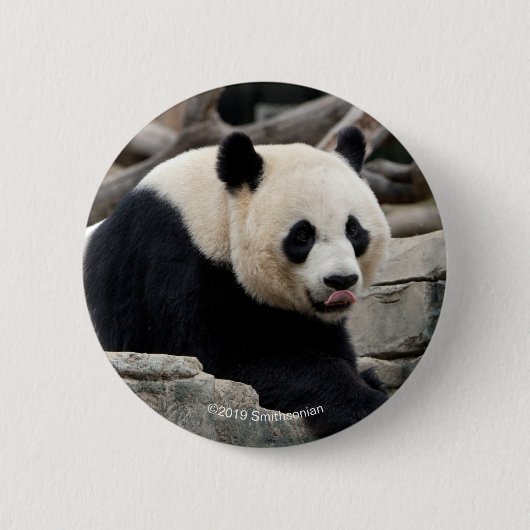 Großer Panda auf Felsen Button (Vorderseite)