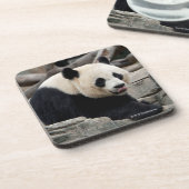 Großer Panda auf Felsen Getränkeuntersetzer (Linke Seite)