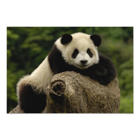 Großer Panda-Baby (Ailuropoda melanoleuca) Fotodruck (Vorne)