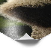 Großer Panda-Baby (Ailuropoda melanoleuca) Fotodruck (Ecke)