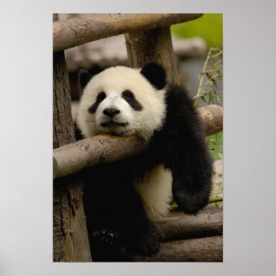 Großer Panda-Baby (Ailuropoda melanoleuca) Poster